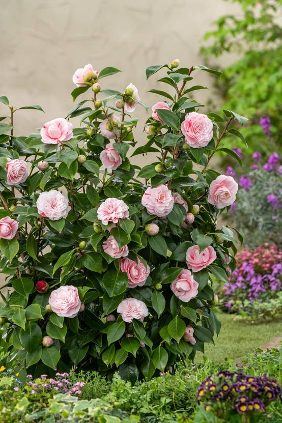 Camellia japonica 'Tom Pouce' - Camélia du Japon