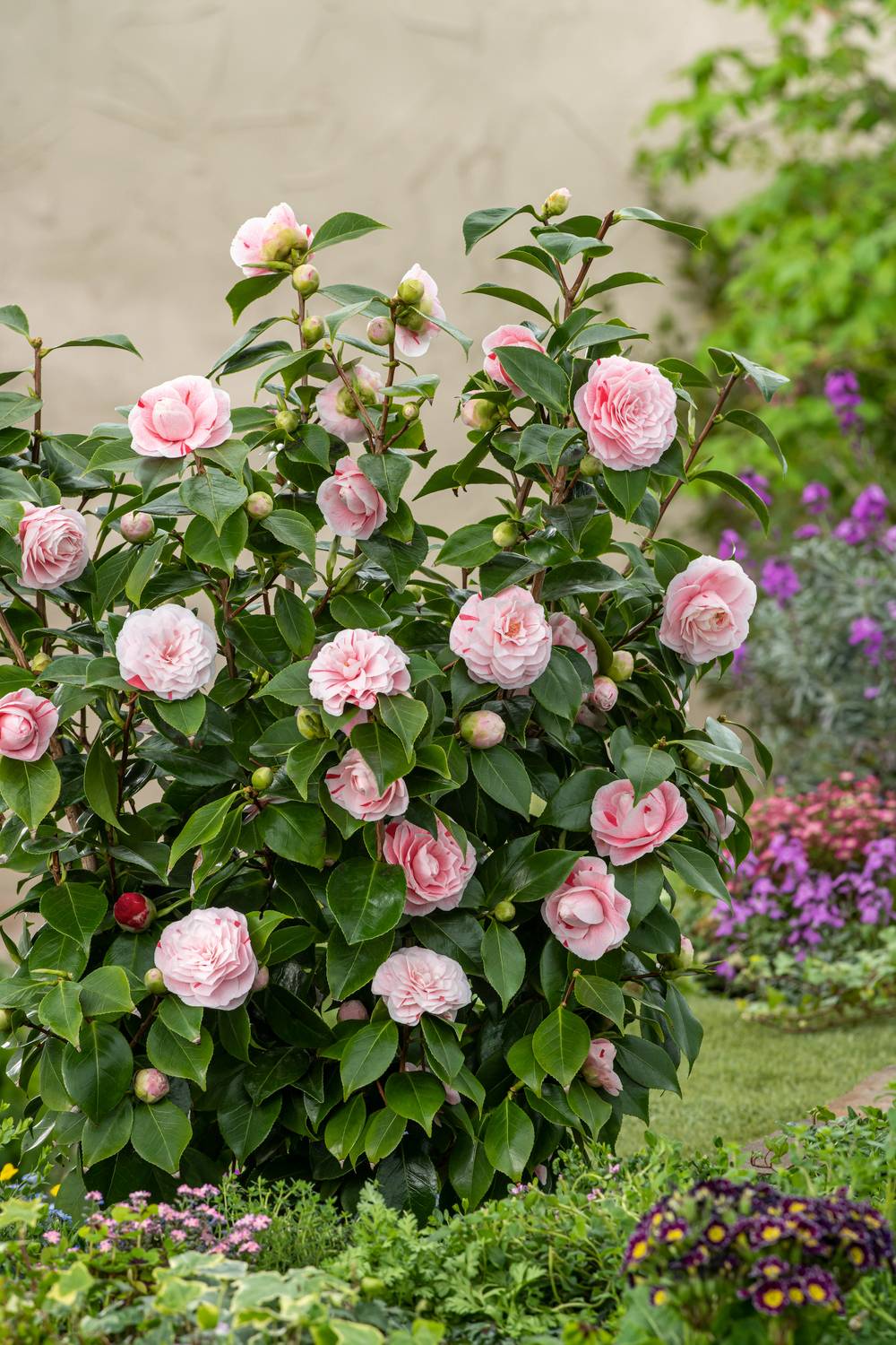 Camellia japonica 'Tom Pouce' - Camélia du Japon