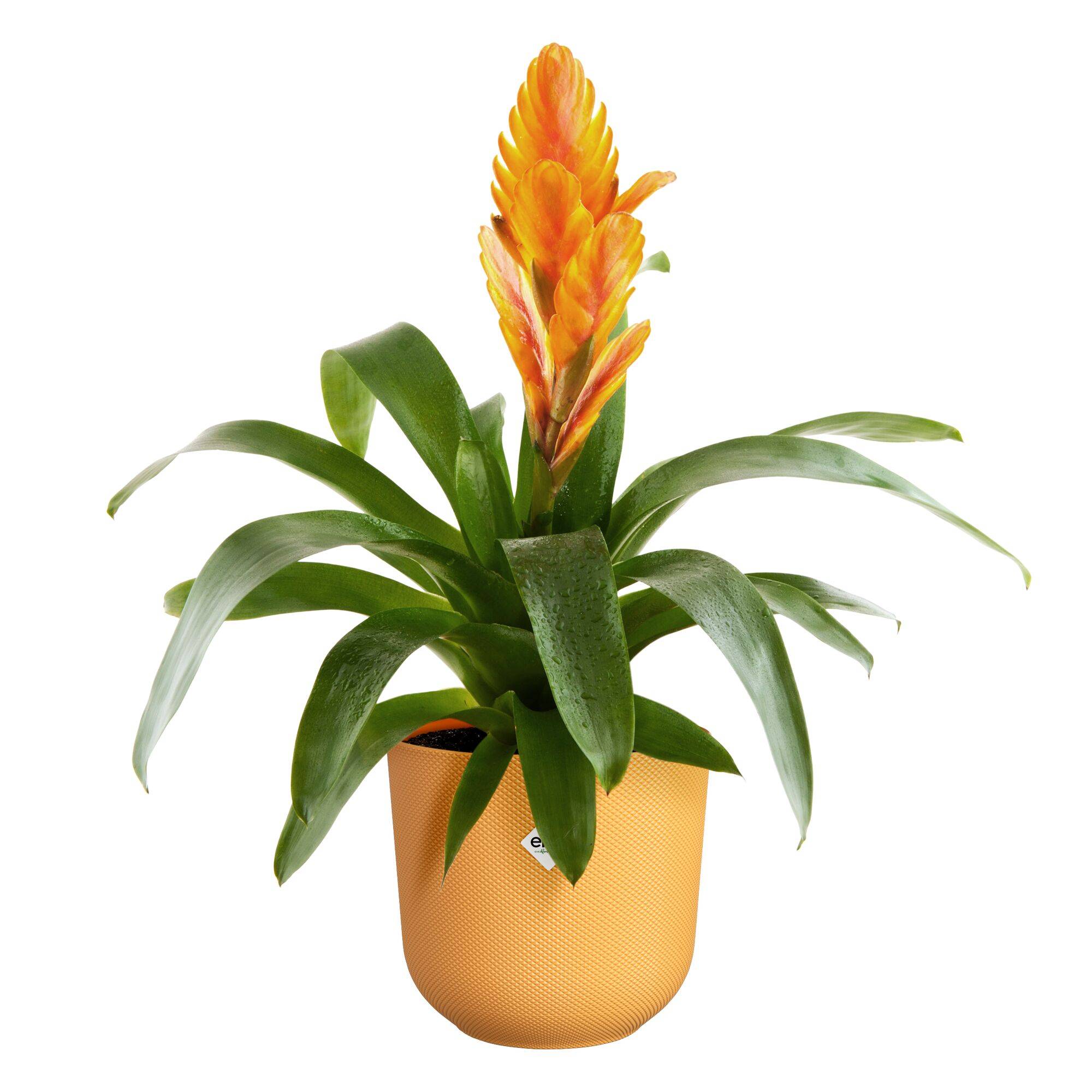 Elho - Maceta jazz redonda Ámbar Amarillo Ø.14 cm - ELHO - Imagen 2
