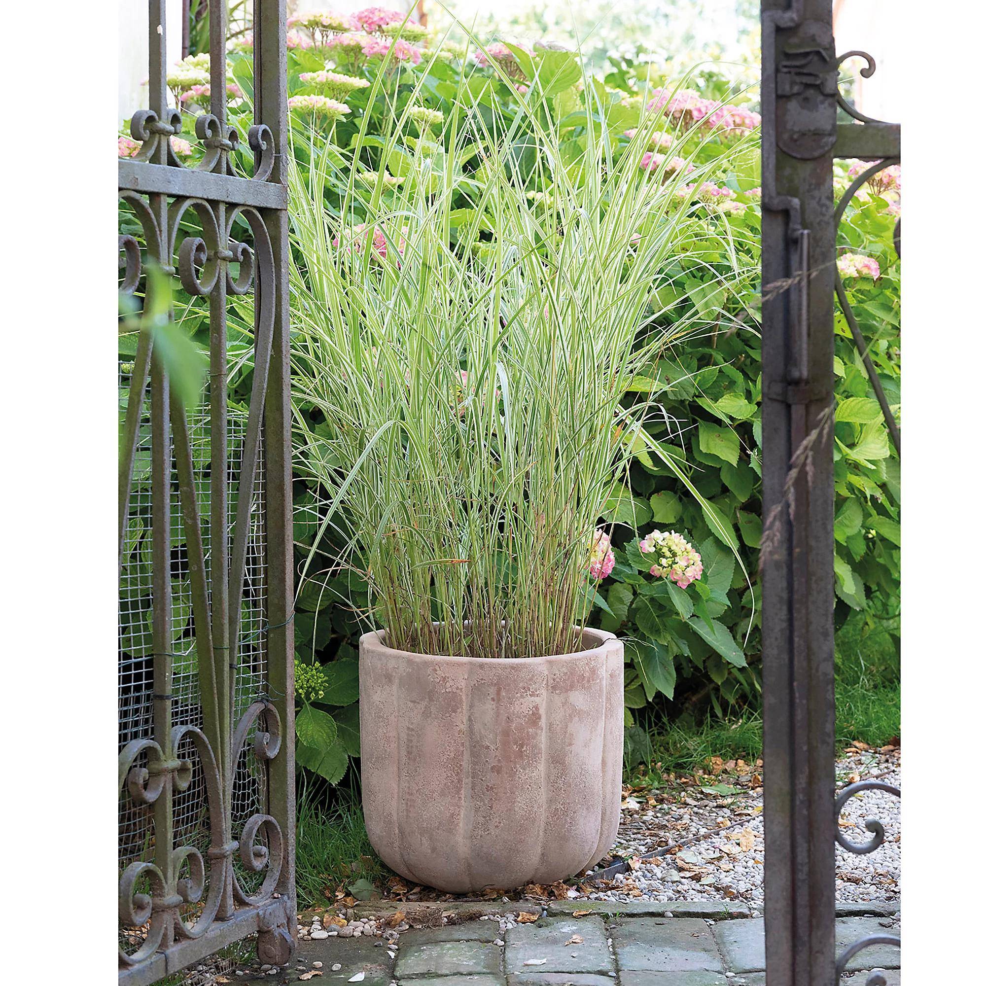 Pot de fleurs Pumpkin terre cuite marron Ø28 cm H.26 cm - Deroma - Imagen 2