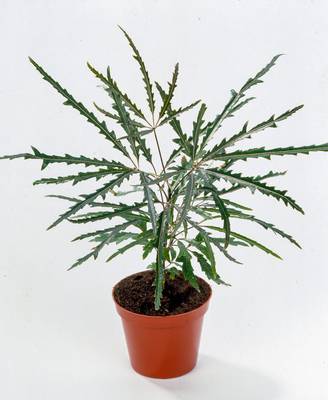 Dizygotheca elegantissima - Faux Aralia