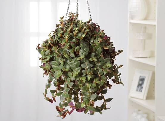 Tradescantia spathacea - Tradescantia, Misère, Éphémère