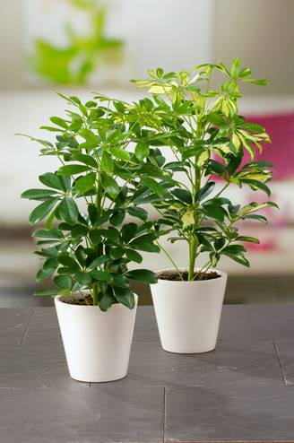 Schefflera arboricola - Schefflera, Arbre ombrelle