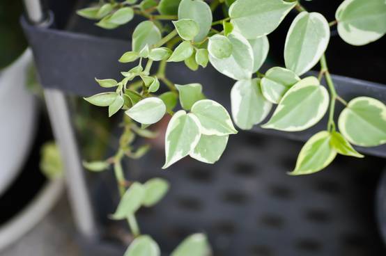 Peperomia scandens 'Variegata' - Pépéromie