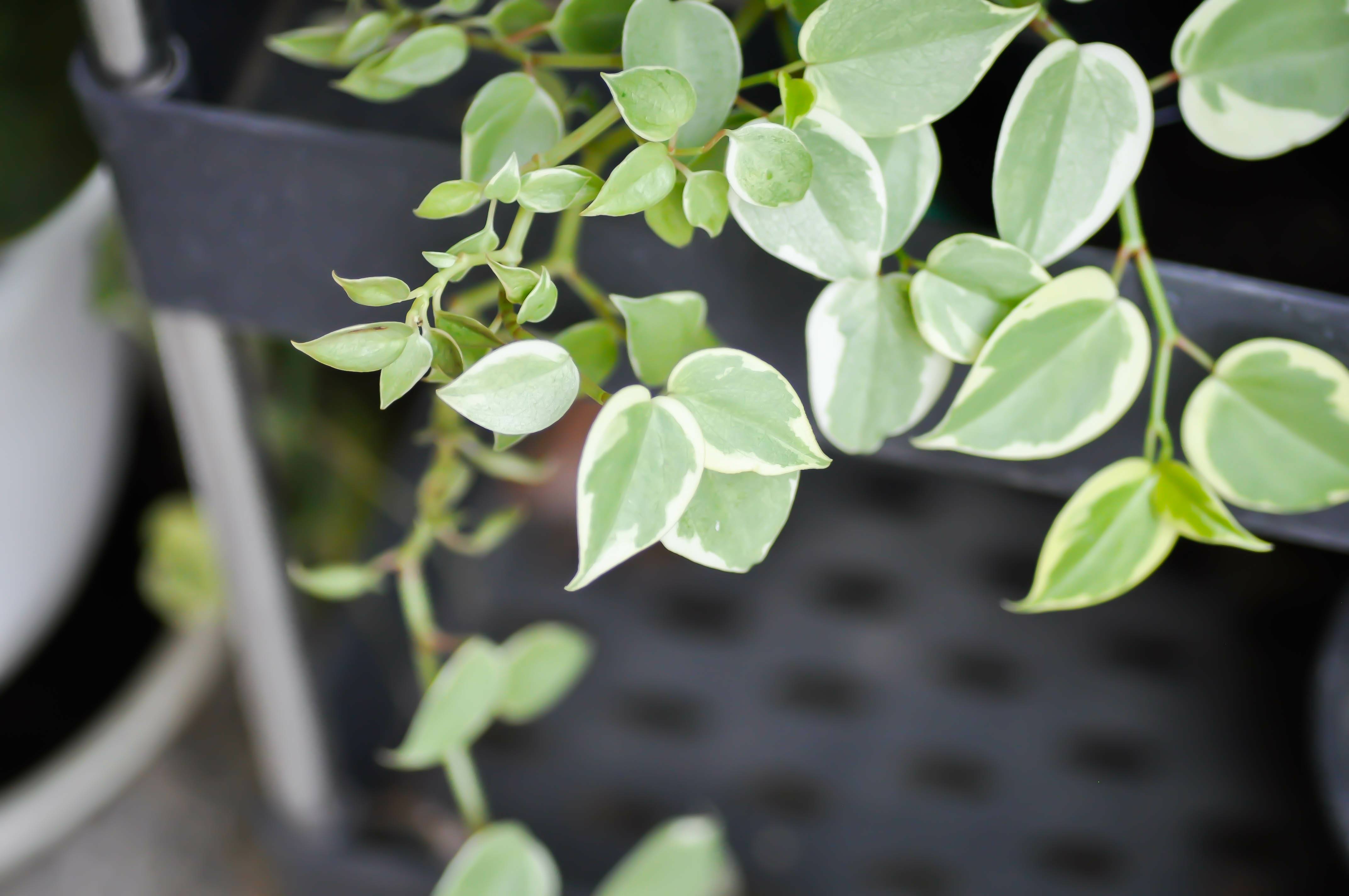 Peperomia scandens 'Variegata' - Pépéromie