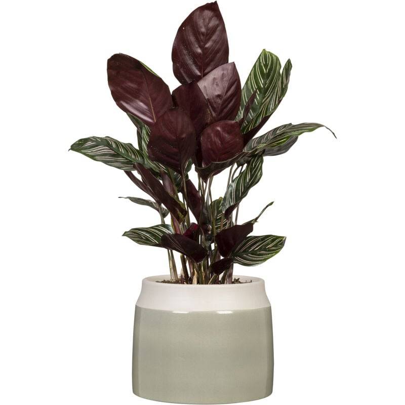 Scheurich - Maceta Jarro Cerámica Verde Ø 14,9 cm H. 14 cm - SCHEURICH - Imagen 2