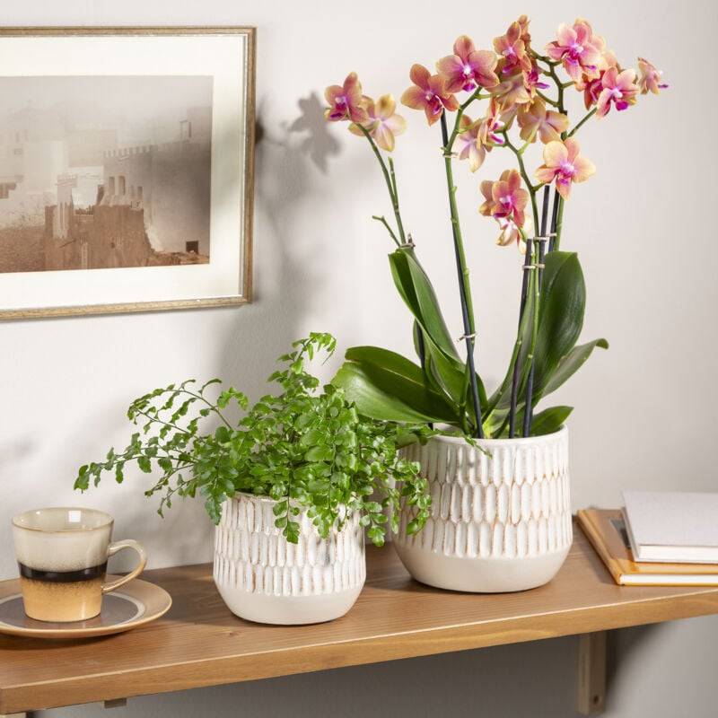 Pot de fleurs Mavi céramique beige Ø17.64 cm H.16.5 cm - Scheurich - Image 4