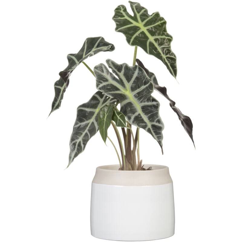 Scheurich - Jarro Maceta de flores Cerámica Blanco Ø 14,9 cm H 14 cm - SCHEURICH - Imagen 3