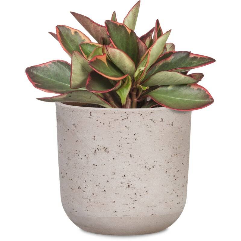 Pot de fleurs La Natura céramique Basalt Ø14.2 cm H.13.3 cm - Scheurich - Imagen 4