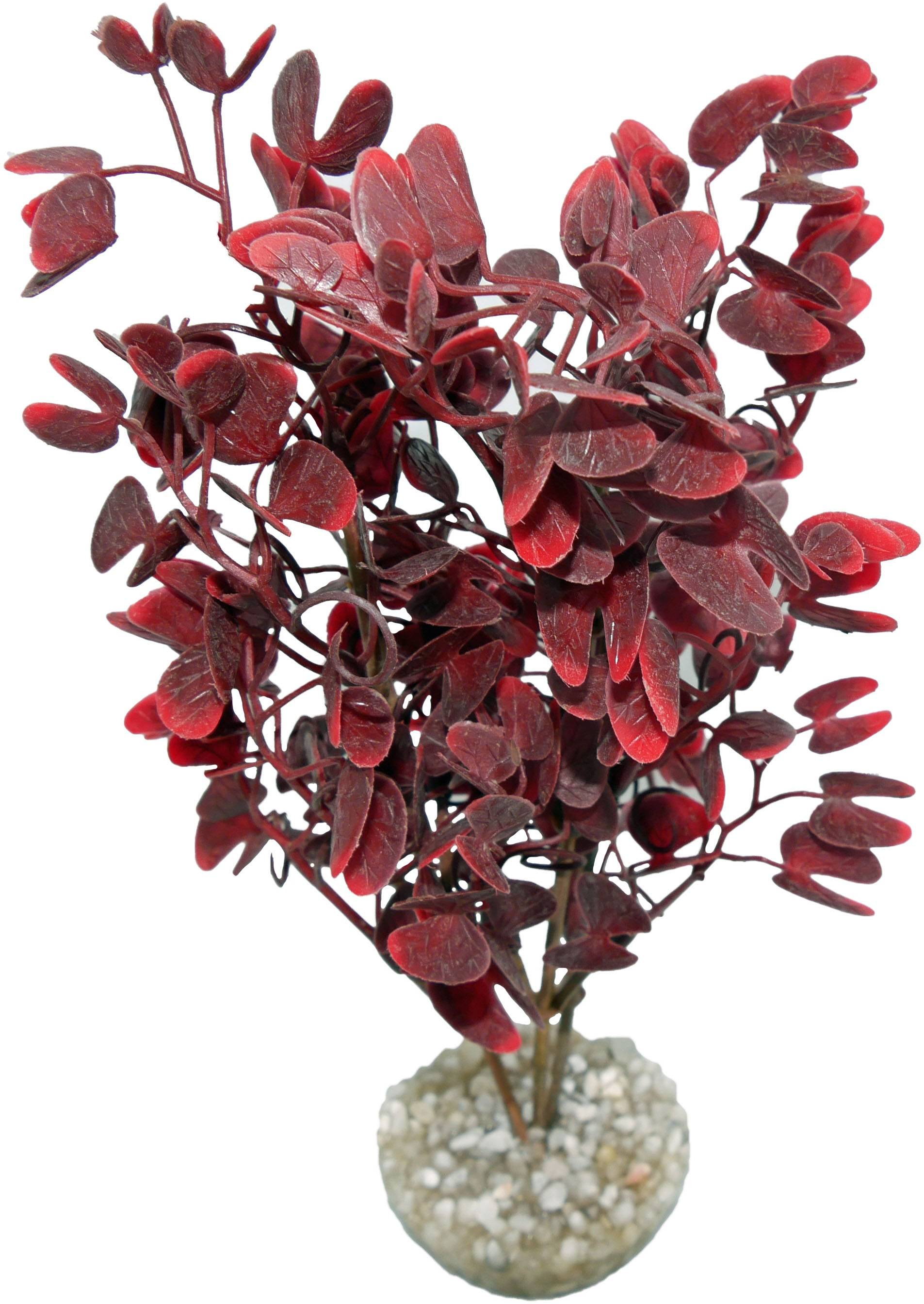 Labéo - Plante Micranthenum grand modèle burgundy - H.20 cm - Labéo