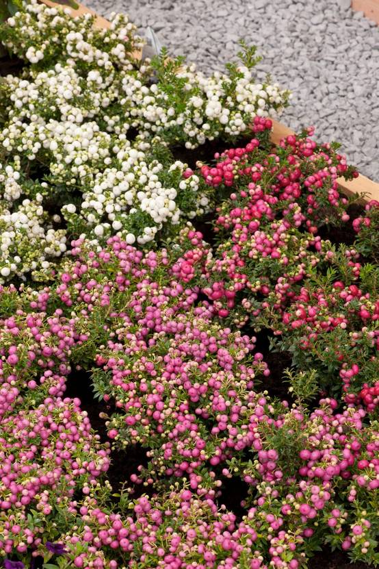 Pernettya mucronata 'Crimsoniana'