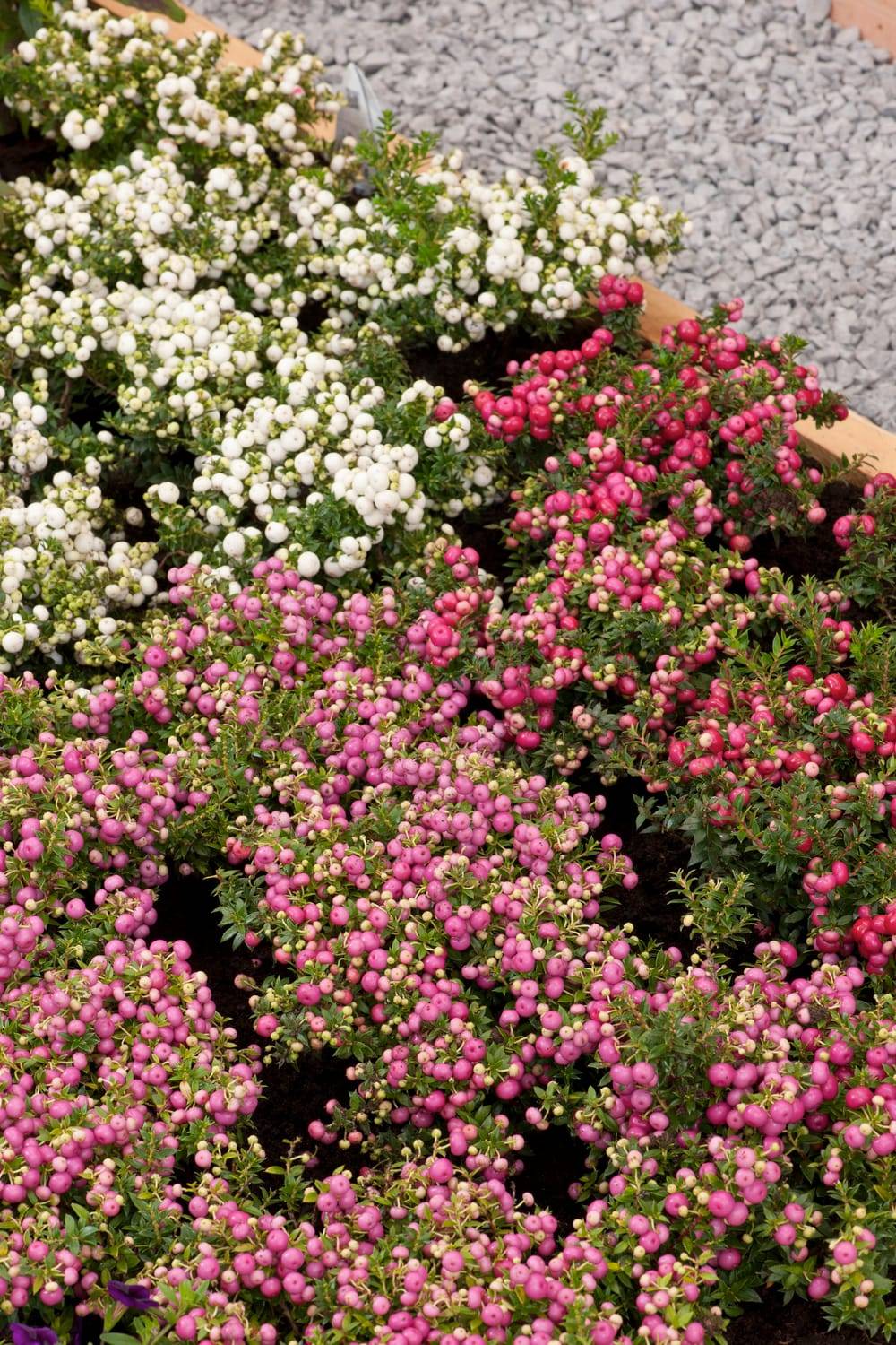 Pernettya mucronata 'Crimsoniana'