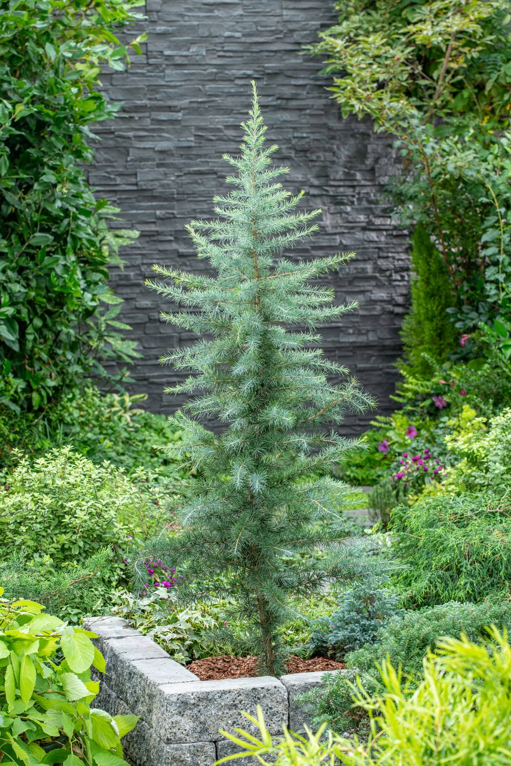 Cedrus deodara - Cèdre de l'Himalaya