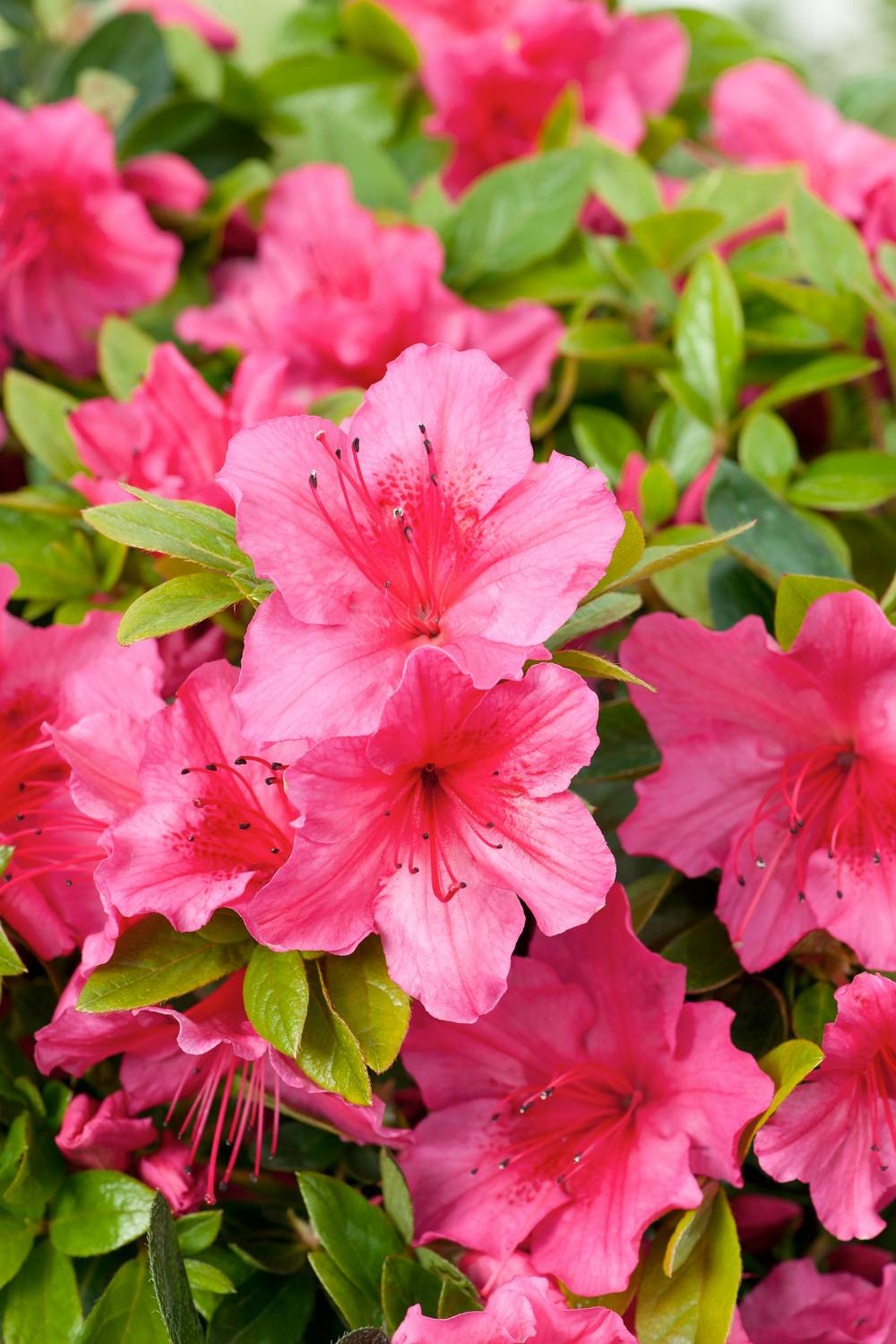 Azalea japonica 'Vuyk's Scarlet' - Azalée du Japon