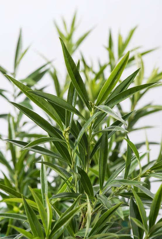 Sarcococca saligna
