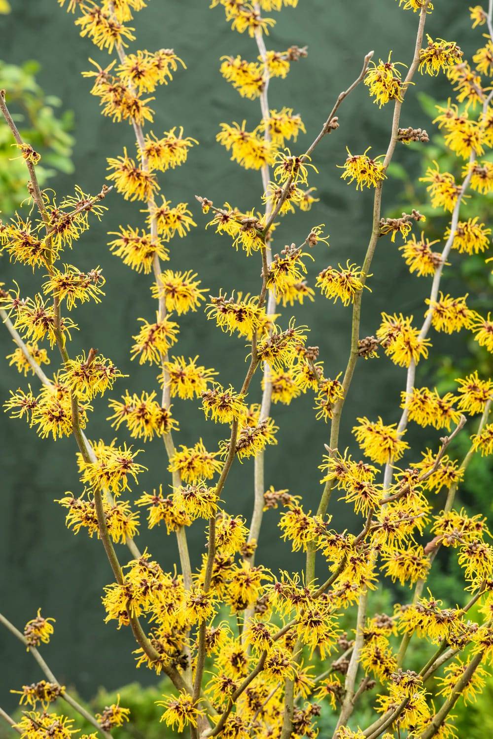 Hamamelis x intermedia 'Barmstedt gold' - Noisetier des sorcières
