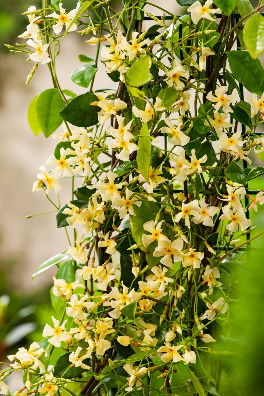 Trachelospermum asiaticum 'Mandianum' - Jasmin étoilé