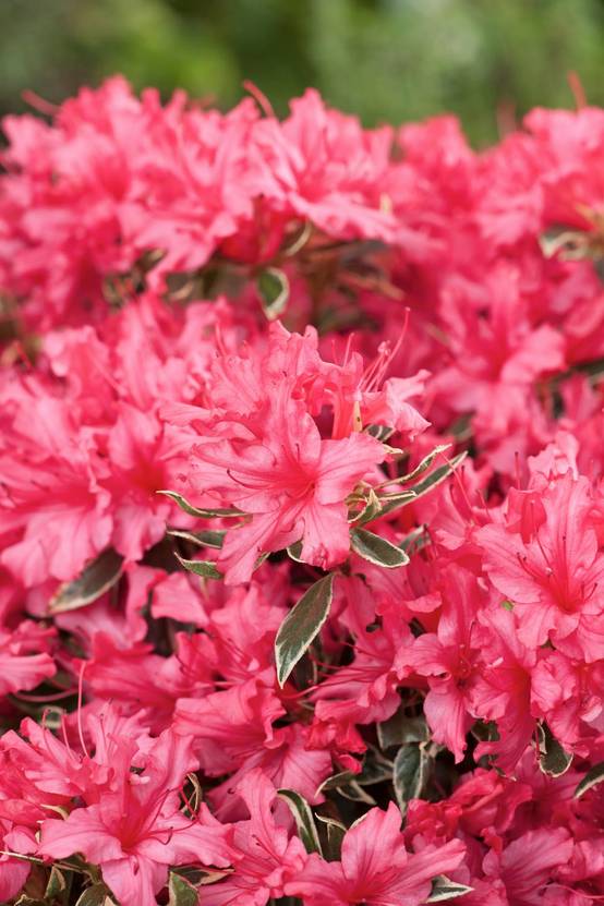 Azalea japonica 'Silver Sword' - Azalée du Japon