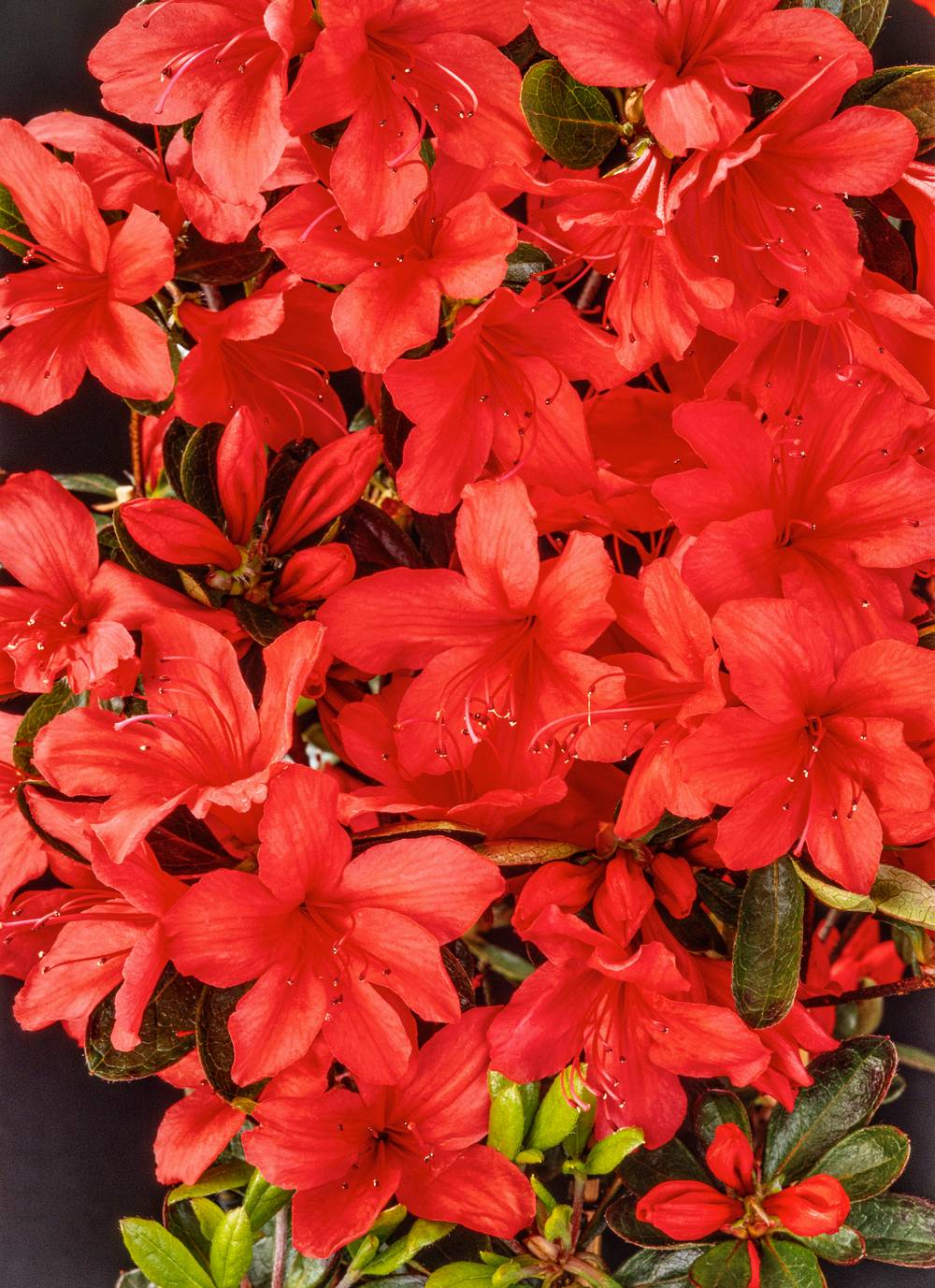 Azalea japonica 'Orange Beauty' - Azalée du Japon
