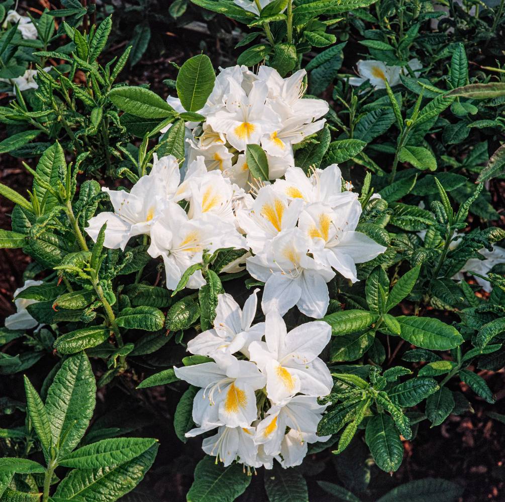 Azalea mollis 'Persil' - Azalée de Chine