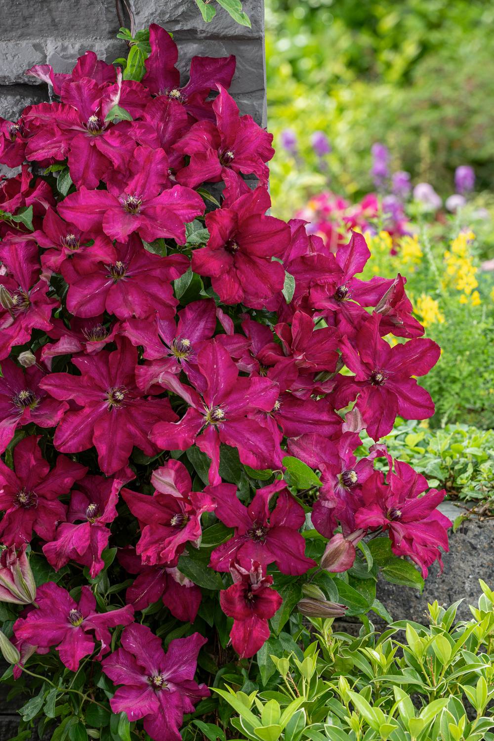 Clématite 'Solidarnosc' - Clematis
