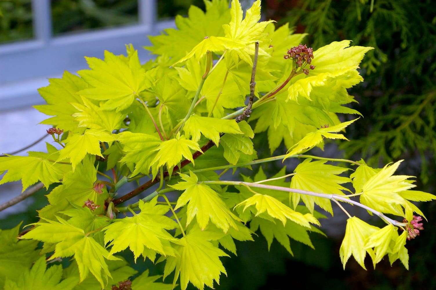 Acer shirasawanum 'Aureum' - Érable du Japon doré
