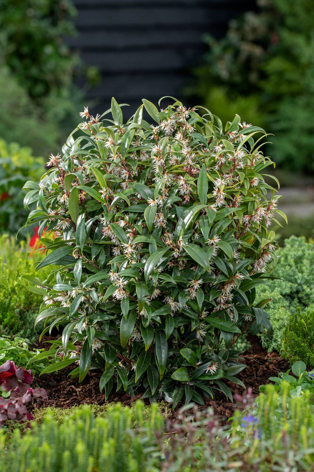 Sarcococca hookeriana 'Purple Gem'