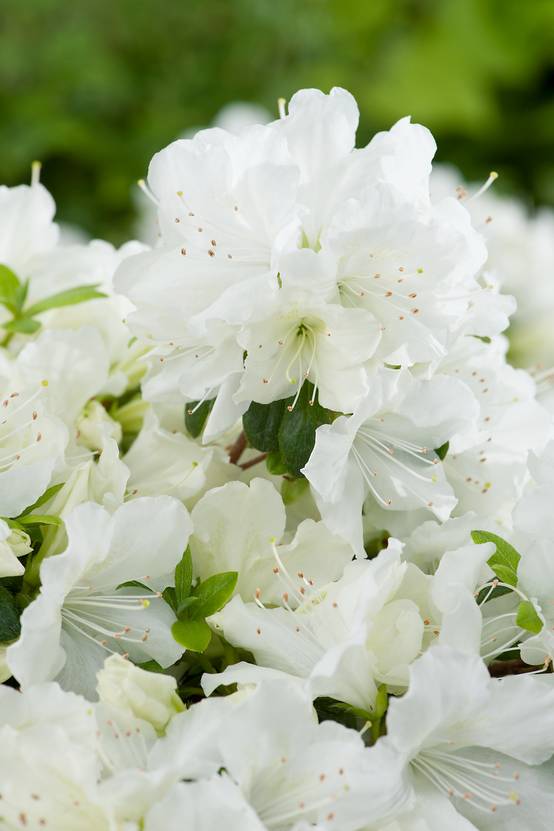 Azalea japonica 'Pleasant White' - Azalée du Japon