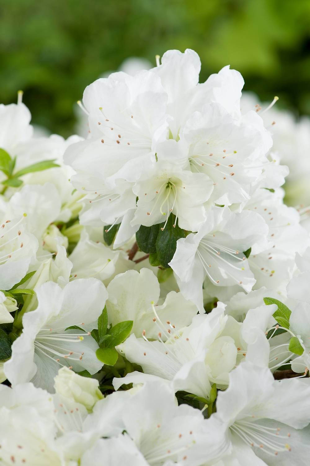 Azalea japonica 'Pleasant White' - Azalée du Japon