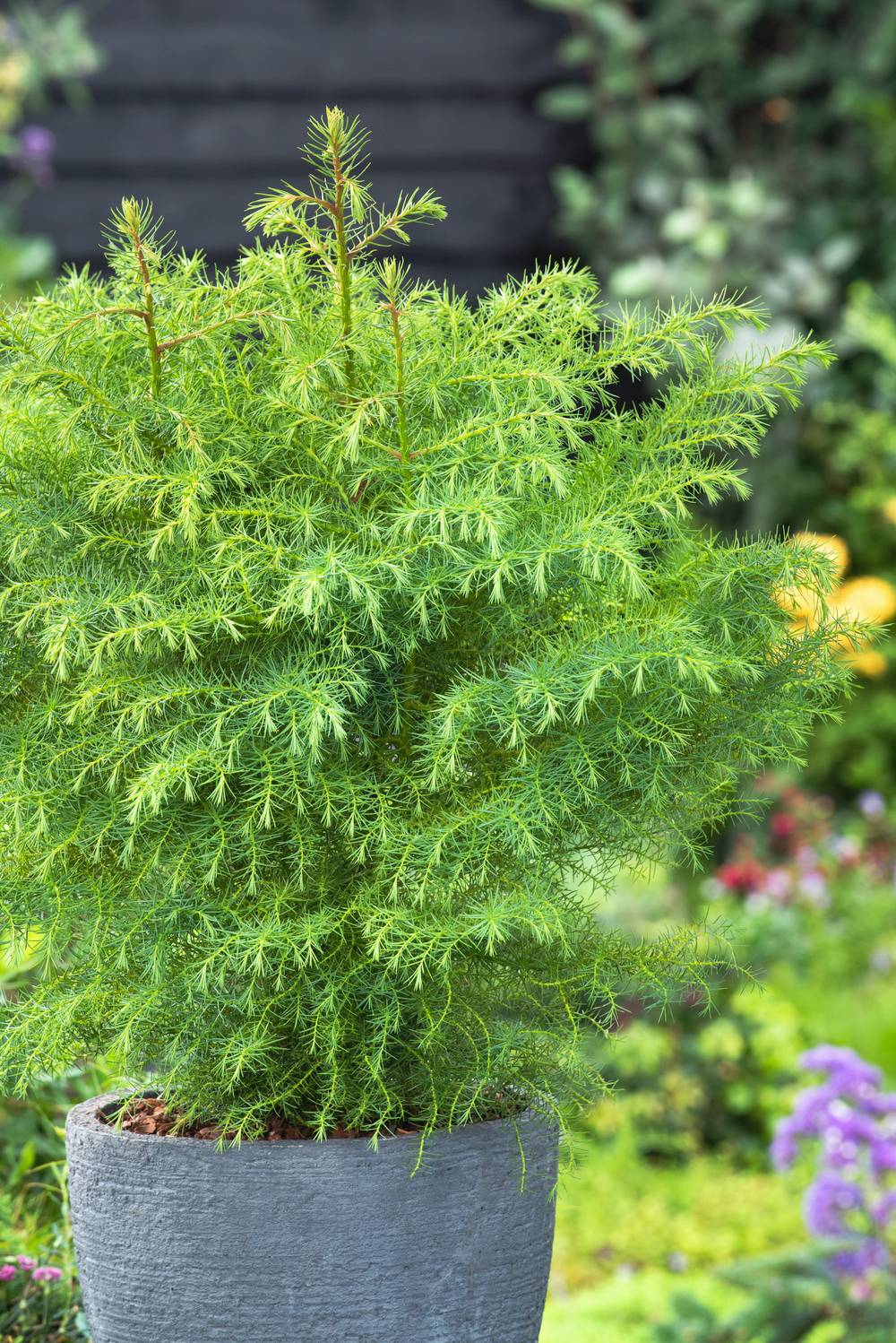Cryptomeria japonica 'Elegans Viridis'