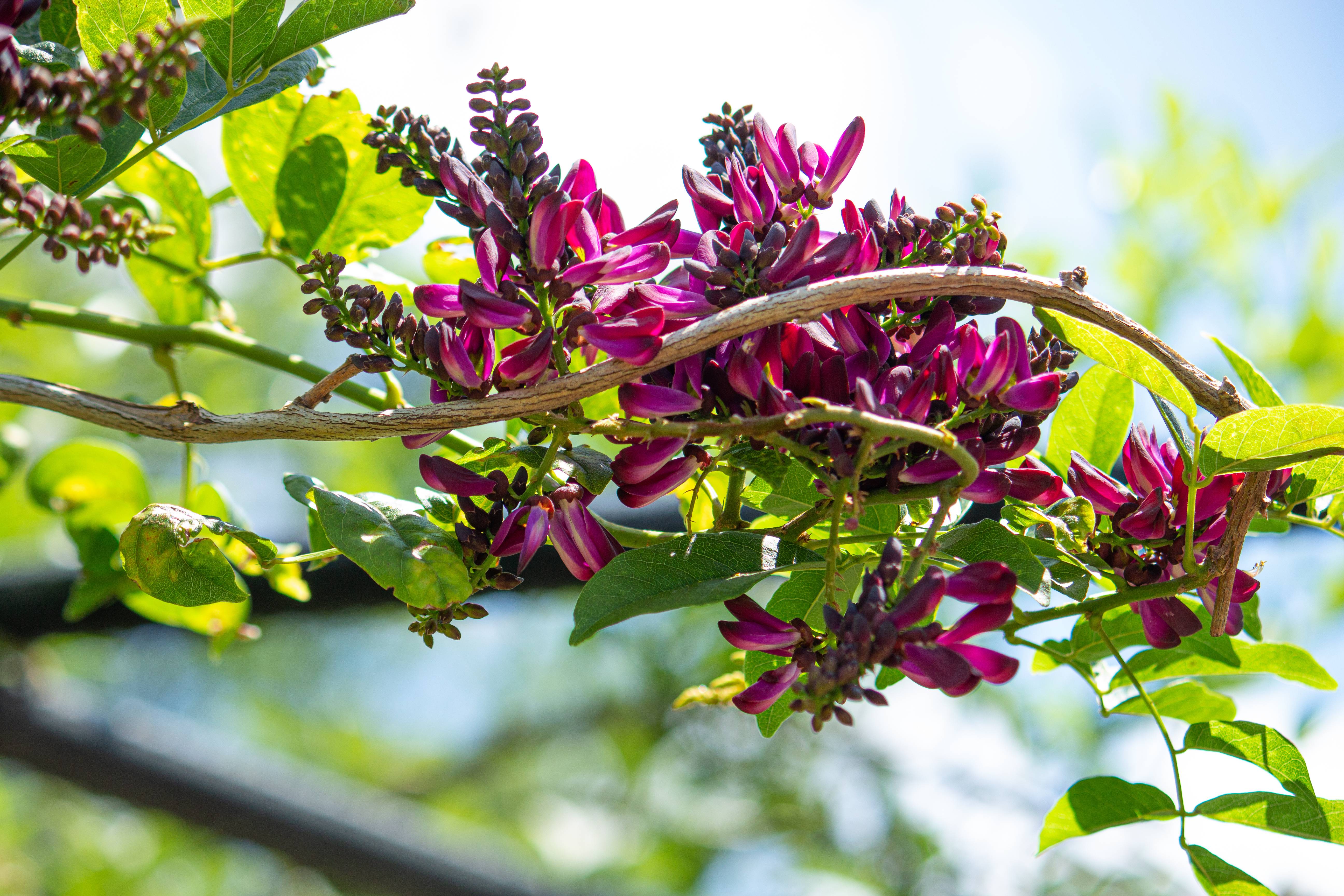 Milletia japonica 'Satsuma' - Glycine du Japon