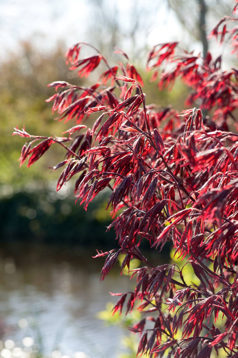 Acer palmatum 'Fireglow' - Érable du Japon