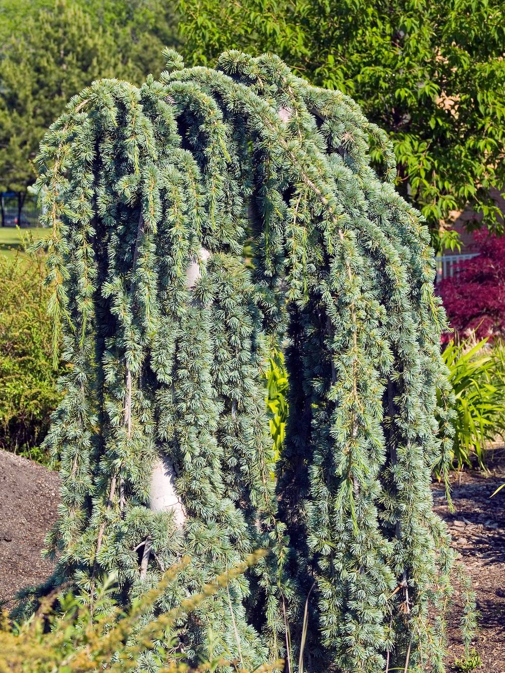 Cedrus atlantica 'Glauca Pendula' - Cèdre bleu retombant de l'Atlas