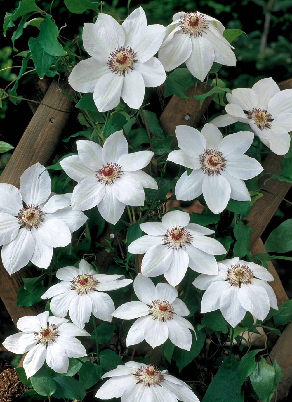 Clématite 'Miss Bateman' - Clematis