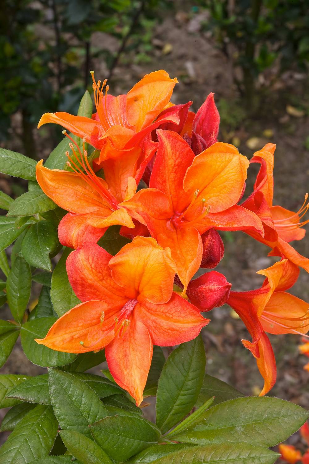 Azalea mollis 'Golden Eagle' - Azalée de Chine