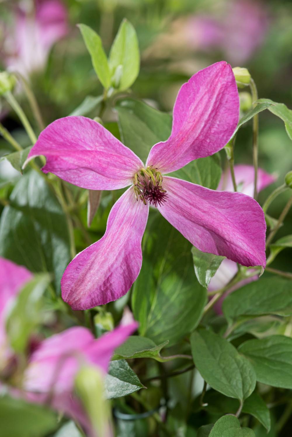 Clématite 'Wonderful' - Clematis