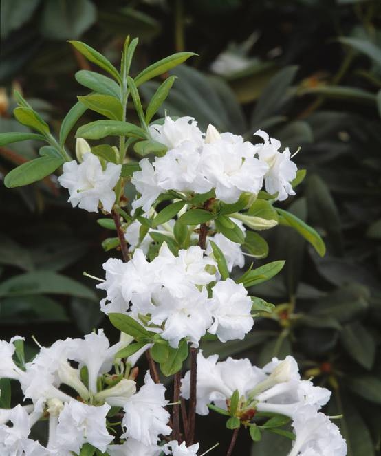 Azalea mollis 'Whitethroat' - Azalée de Chine
