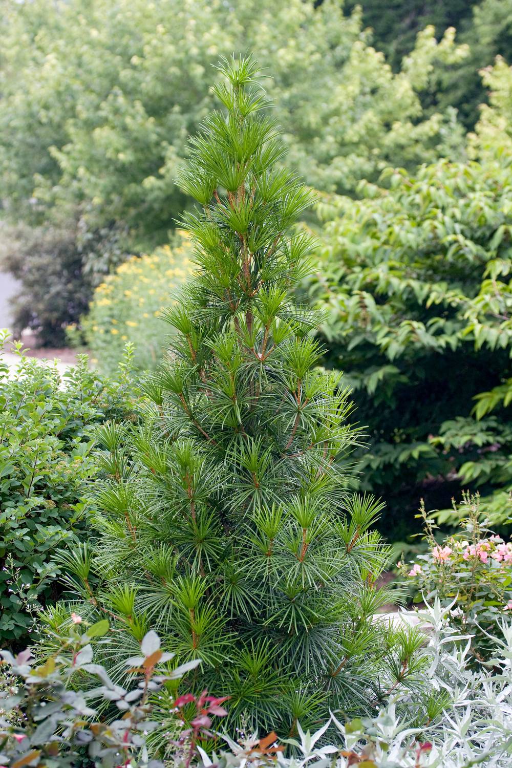 SCIADOPITYS verticillata 250/300 C150L