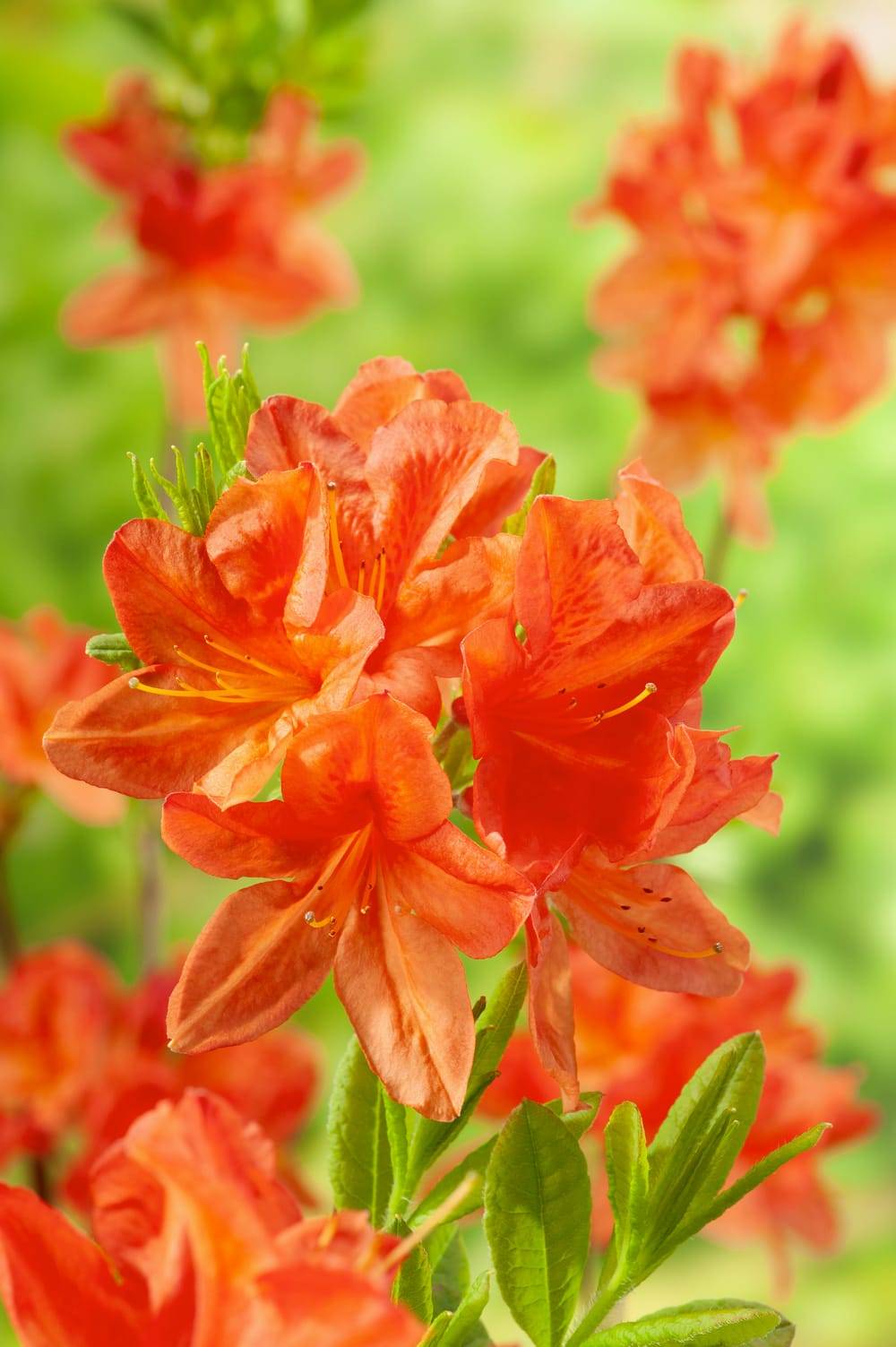 Azalea mollis 'Koster Brilliant Red' - Azalée de Chine