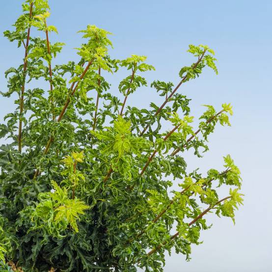 Acer palmatum 'Shishi Gashira' = 'Crispifolium' - Érable du Japon
