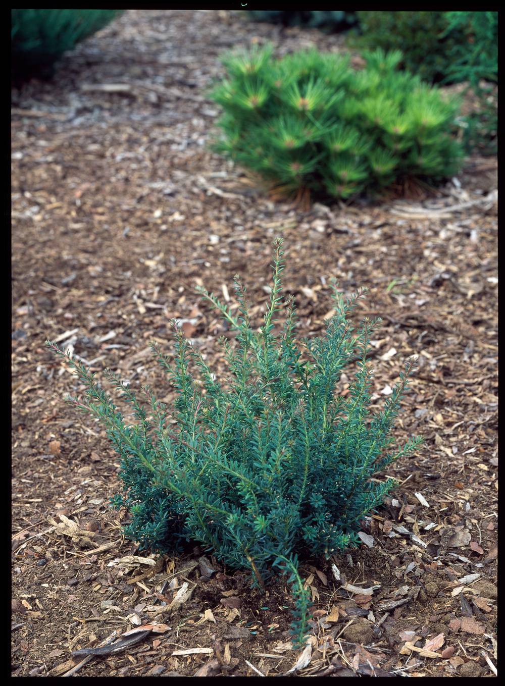 PODOCARPUS lawrencei 'Blue Gem' H20+ C2.5L