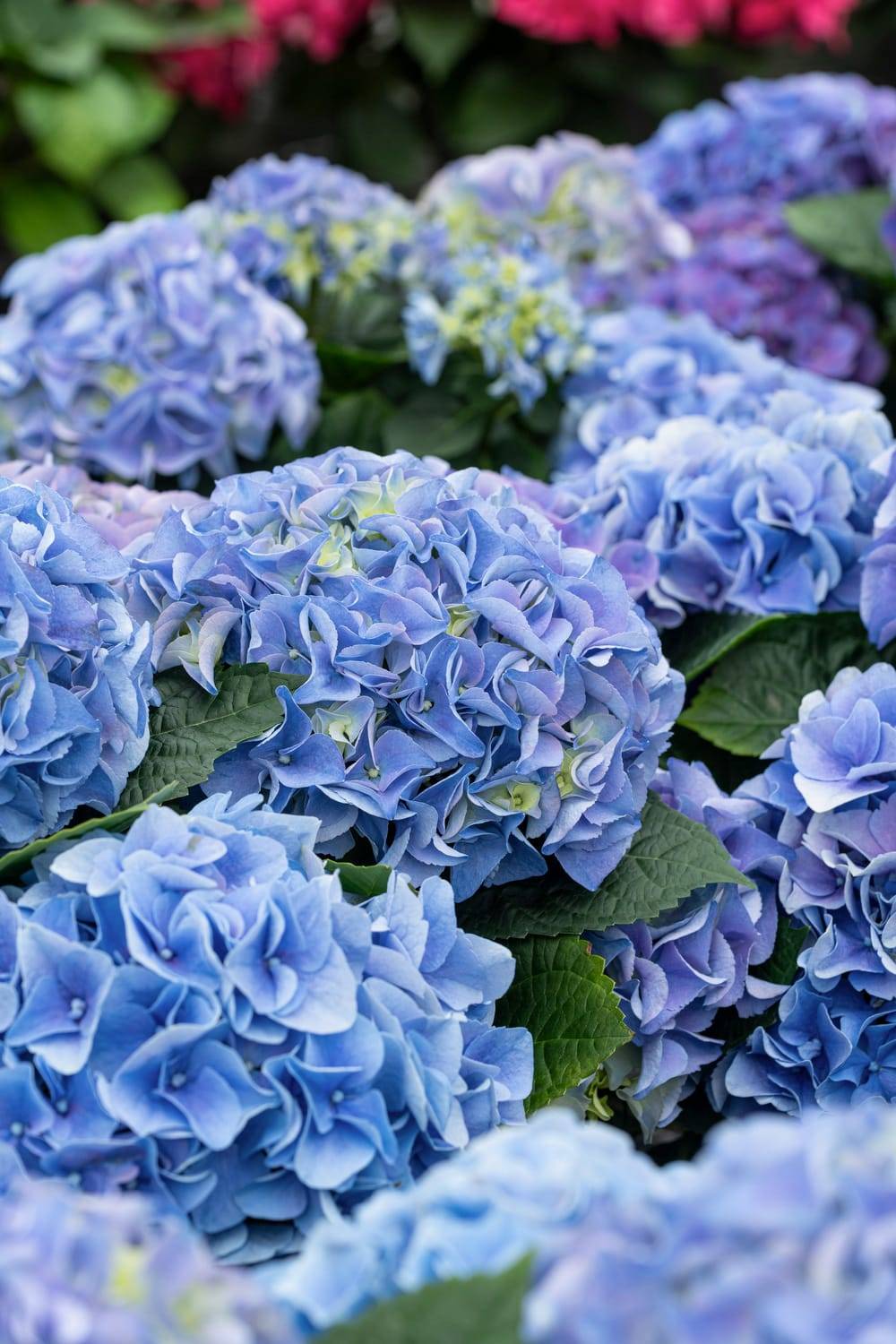 Hydrangea macrophylla 'Early blue' - Hortensia