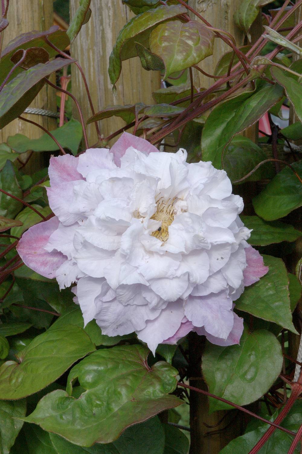 Clématite 'Veronica's Choice' - Clematis