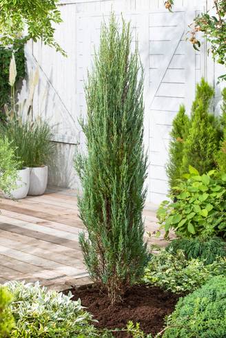 Juniperus scopulorum 'Blue Arrow' - Genévrier