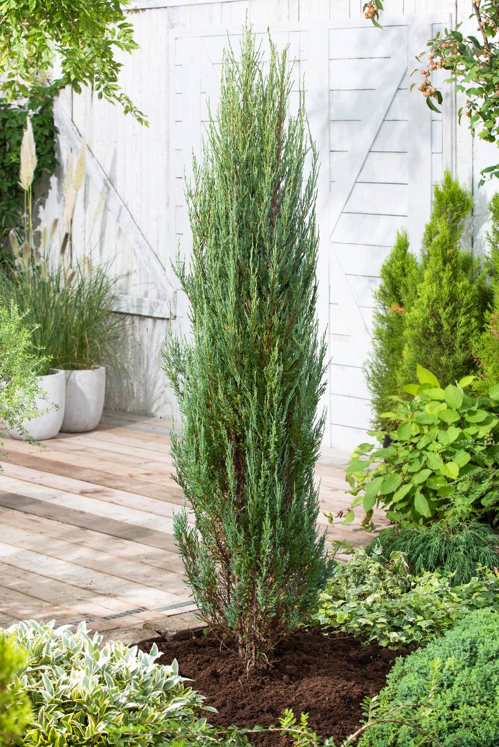 Juniperus scopulorum 'Blue Arrow' - Genévrier