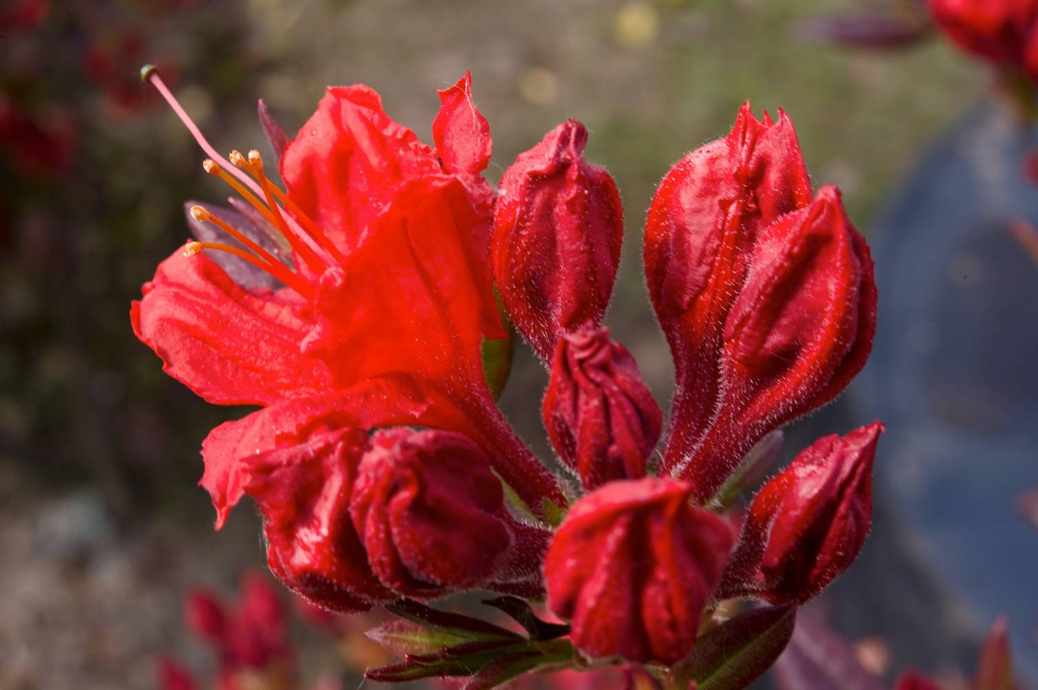 Azalea mollis 'Royal Command' - Azalée de Chine