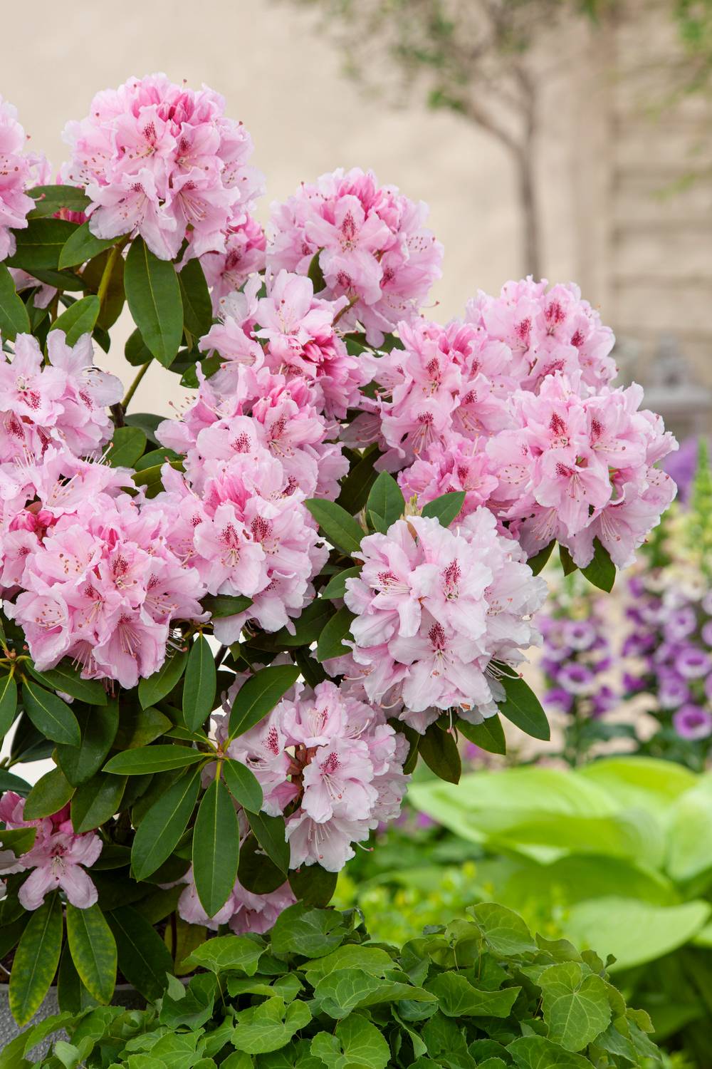 Rhododendron hybride 'Albert Schweitzer'