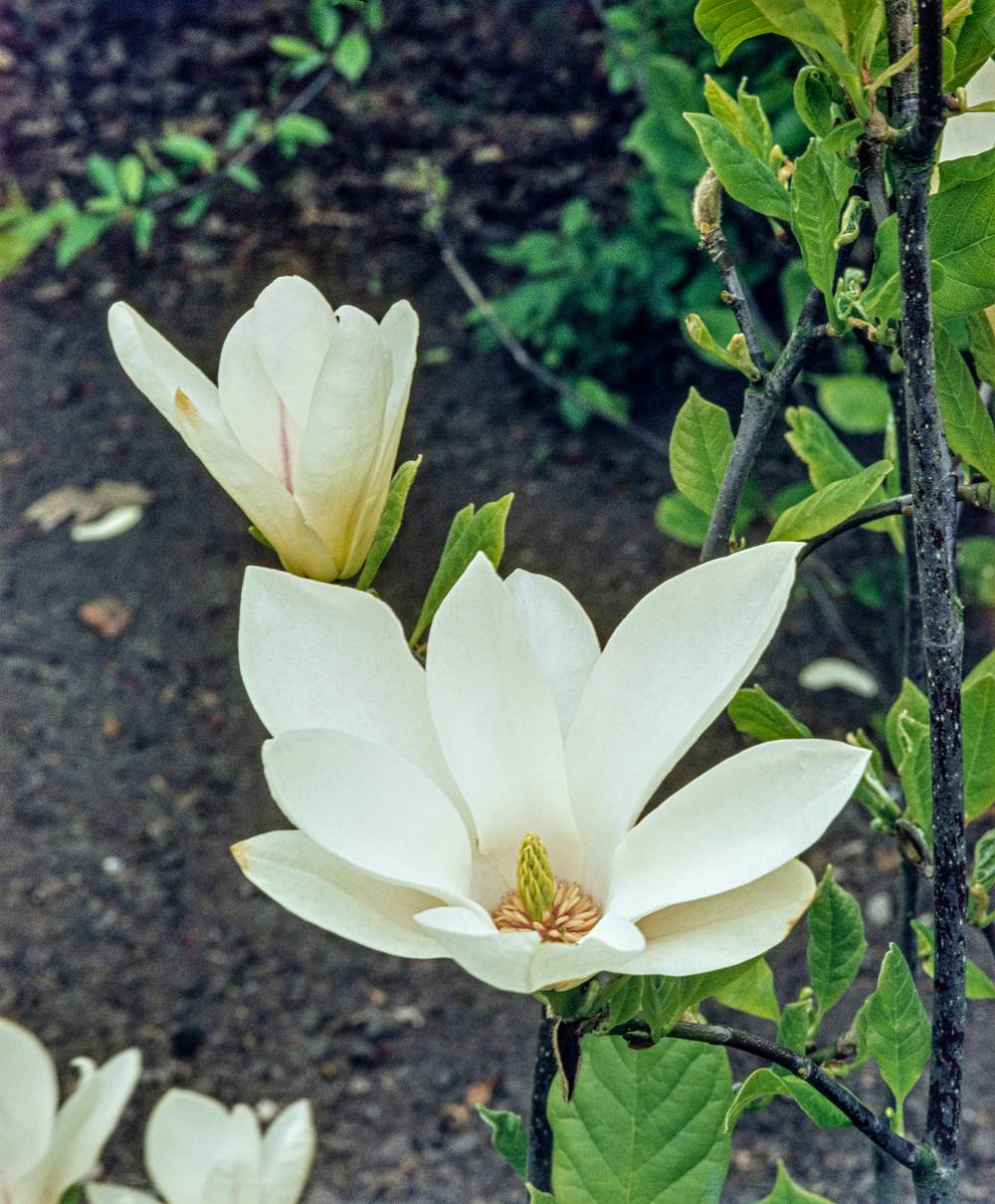 Magnolia grandiflora assorti