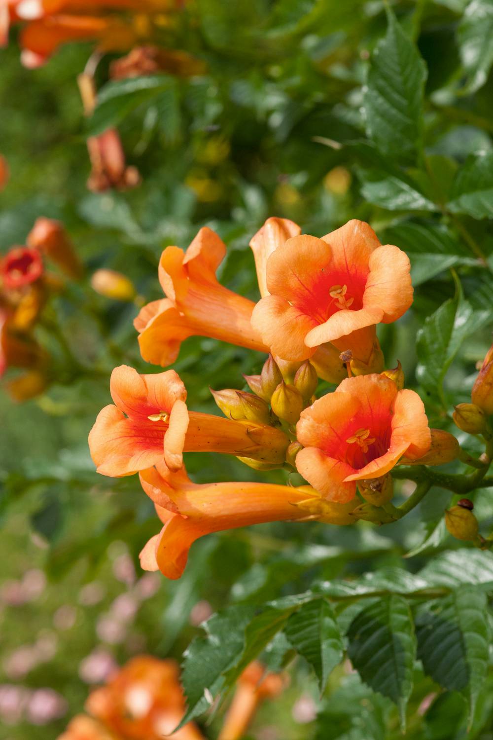 Campsis tagliabuana 'Indian Summer'- Bignogne