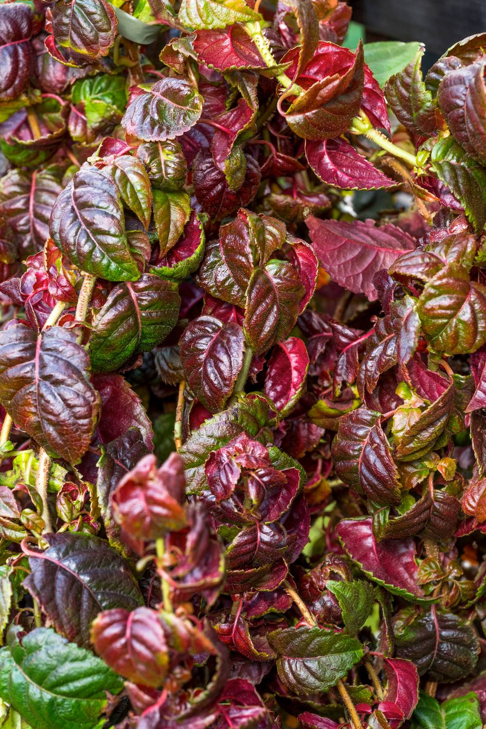Hydrangea petiolaris 'Winter Surprise' - Hortensia grimpant